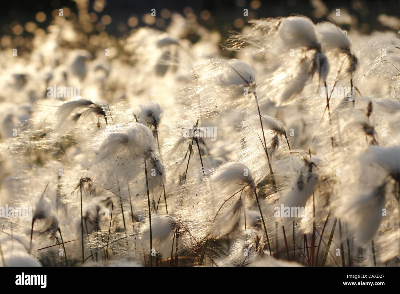Dérives de linaigrette de prospérer sur Houndkirk Moor près de Sheffield dans le Peak District National Park England UK. - Été Banque D'Images