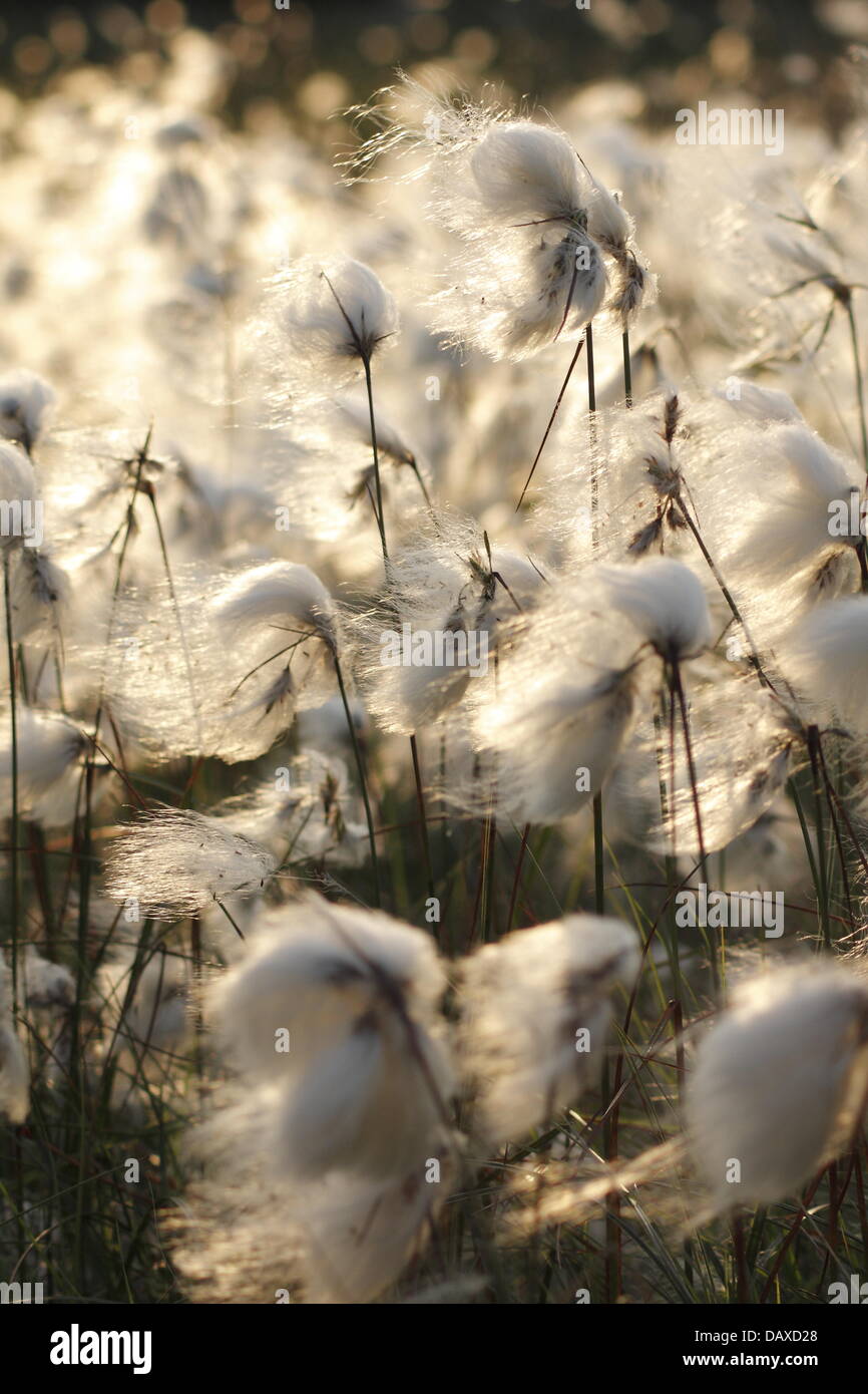 Dérives de linaigrette de prospérer sur Houndkirk Moor près de Sheffield dans le Peak District, Derbyshire, Royaume-Uni. - Été Banque D'Images