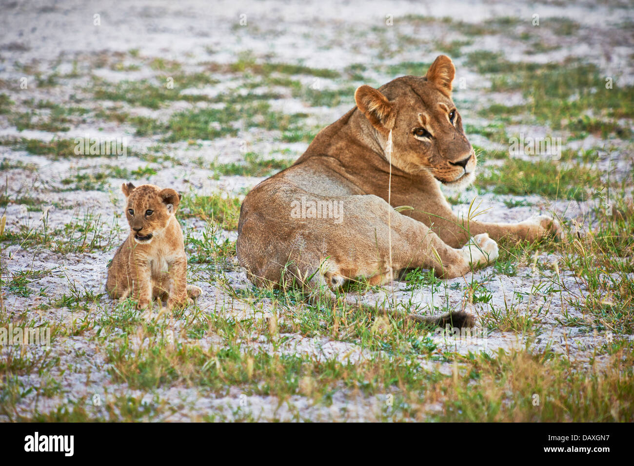 Lionne avec de très jeunes cub (Panthera leo), Chitabe, Okavango Delta, Botswana, Africa Banque D'Images