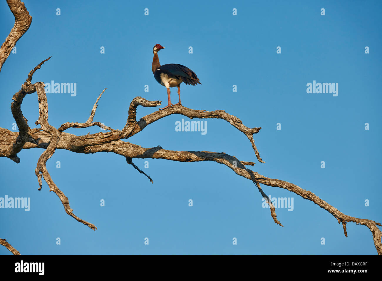 Oie-armée assis sur un arbre (Plectropterus gambensis) Chitabe, Okavango Delta, Botswana, Africa Banque D'Images