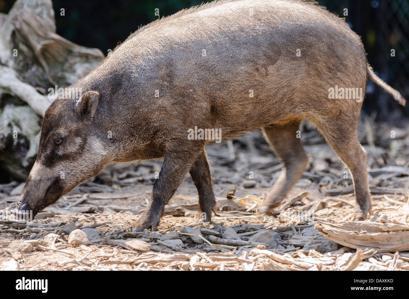 Warty Visayan pig (Sus cebifrons) à partir de l'île de Negros, une espèce en voie de porc les îles Visayan dans le centre des Philippines Banque D'Images
