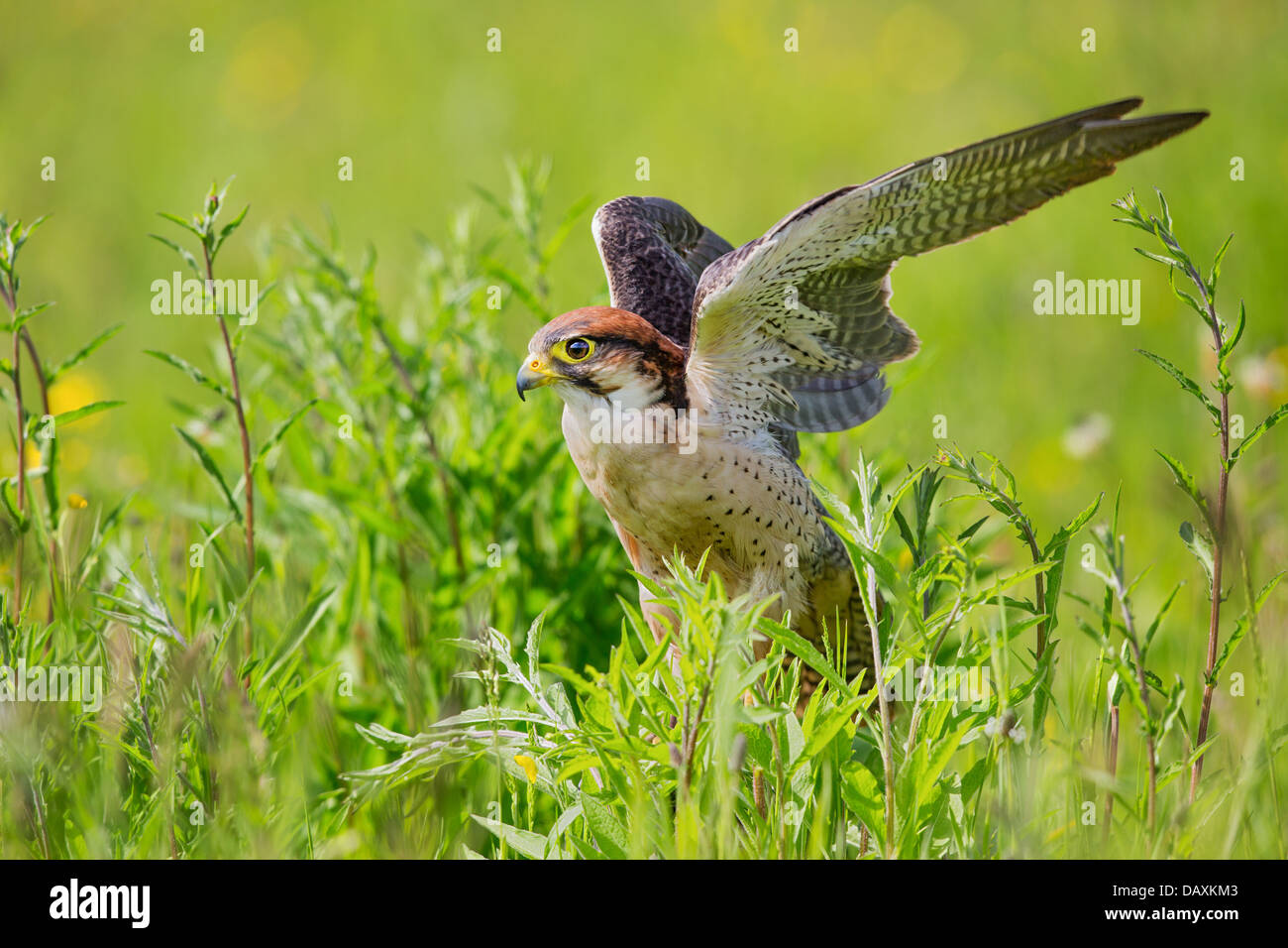 Faucon lanier (Falco biarmicus) dans un pré, se préparant à décoller Banque D'Images