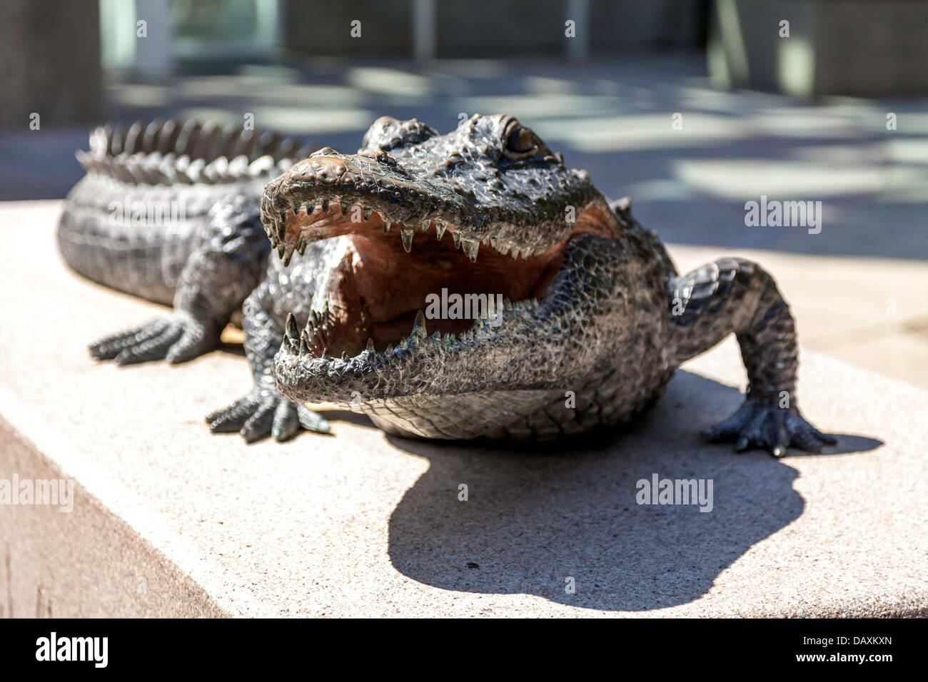 Alligator bronze statue, mascotte de l'Université de Floride, se trouve en face de l'Ben Hill Griffin stadium. Banque D'Images