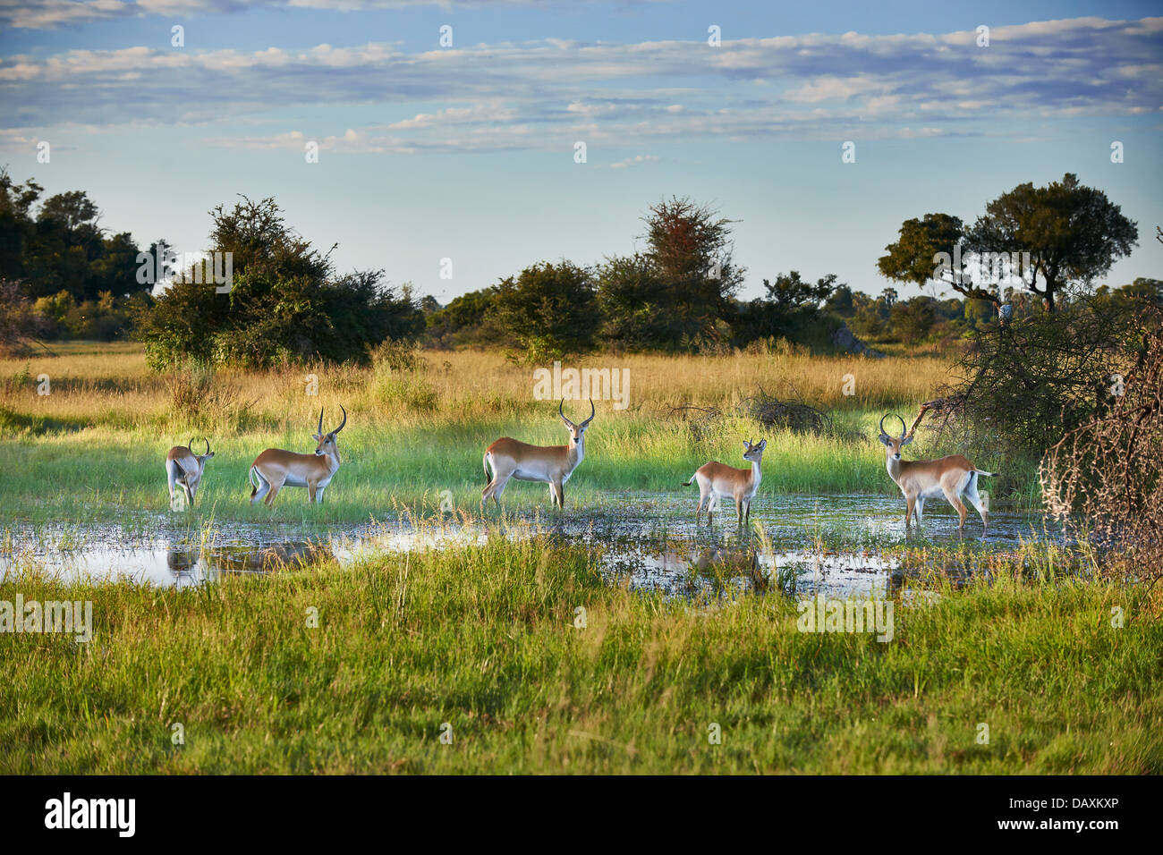 Antilopes cobes lechwes rouges, Kobus leche, Chitabe, Okavango Delta, Botswana, Africa Banque D'Images