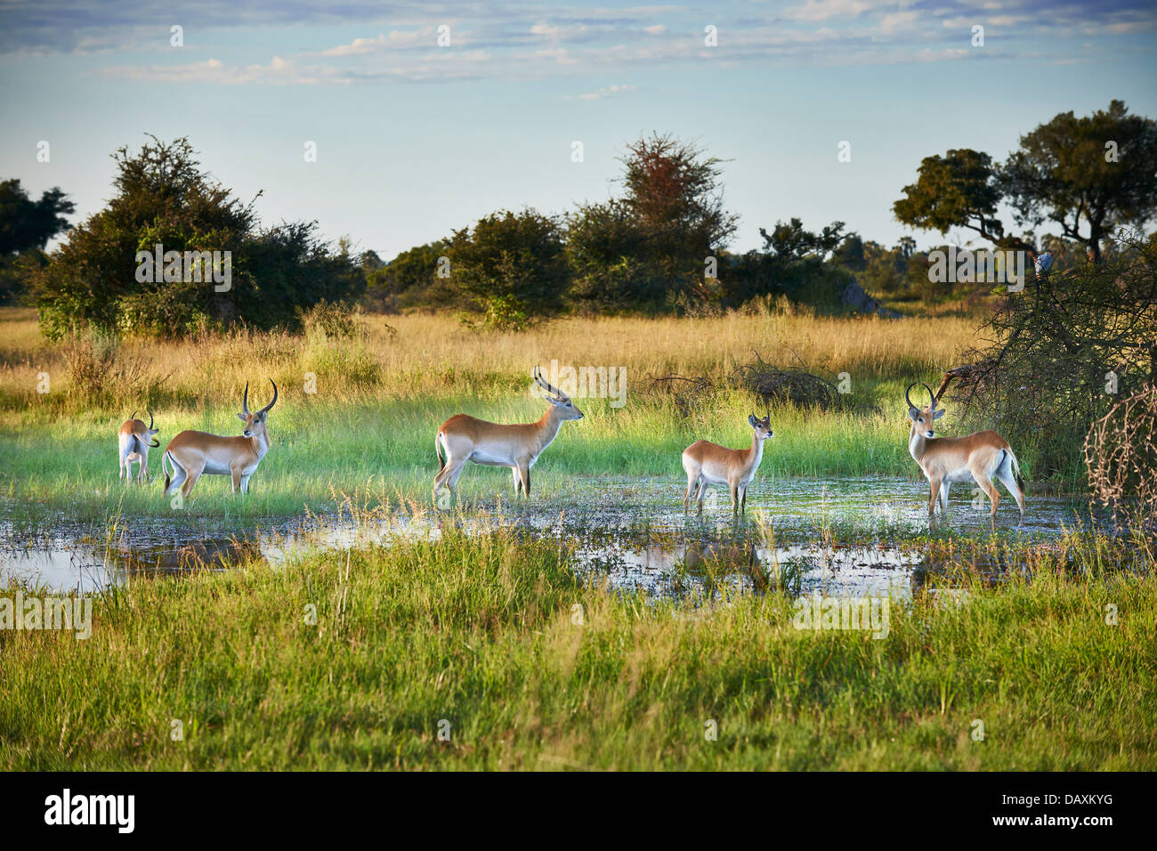 Antilopes cobes lechwes rouges, Kobus leche, Chitabe, Okavango Delta, Botswana, Africa Banque D'Images