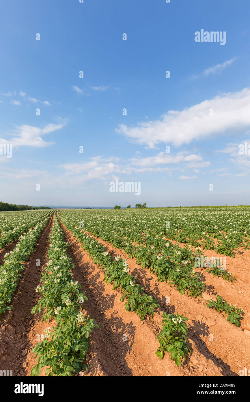 Un champ dans les régions rurales de l'Île du Prince-Édouard, Canada de plants de pommes de terre en pleine floraison. Banque D'Images