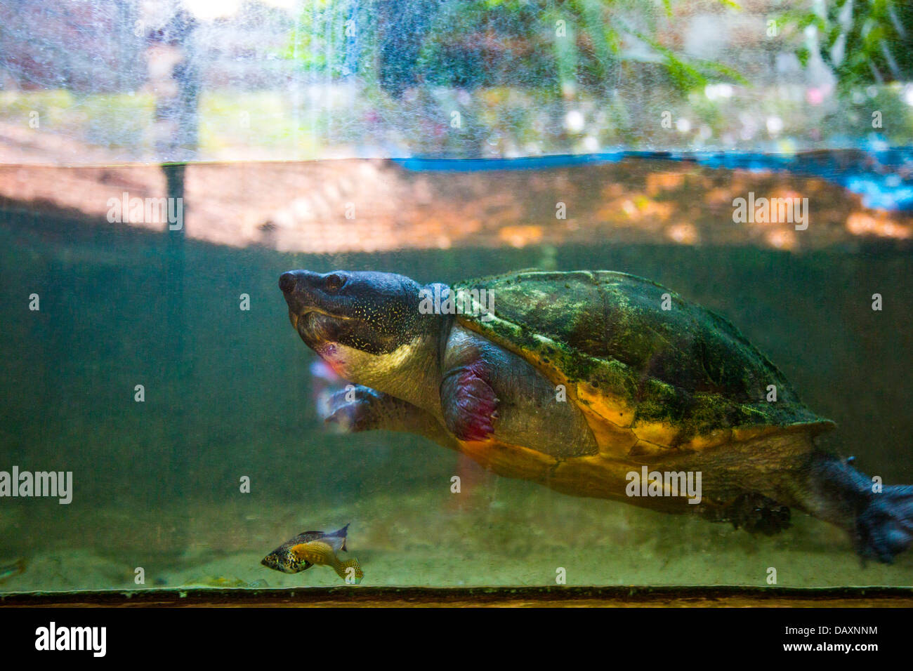 Tortue et des poissons dans un aquarium, Mahabalipuram, district de Kanchipuram, au Tamil Nadu, Inde Banque D'Images