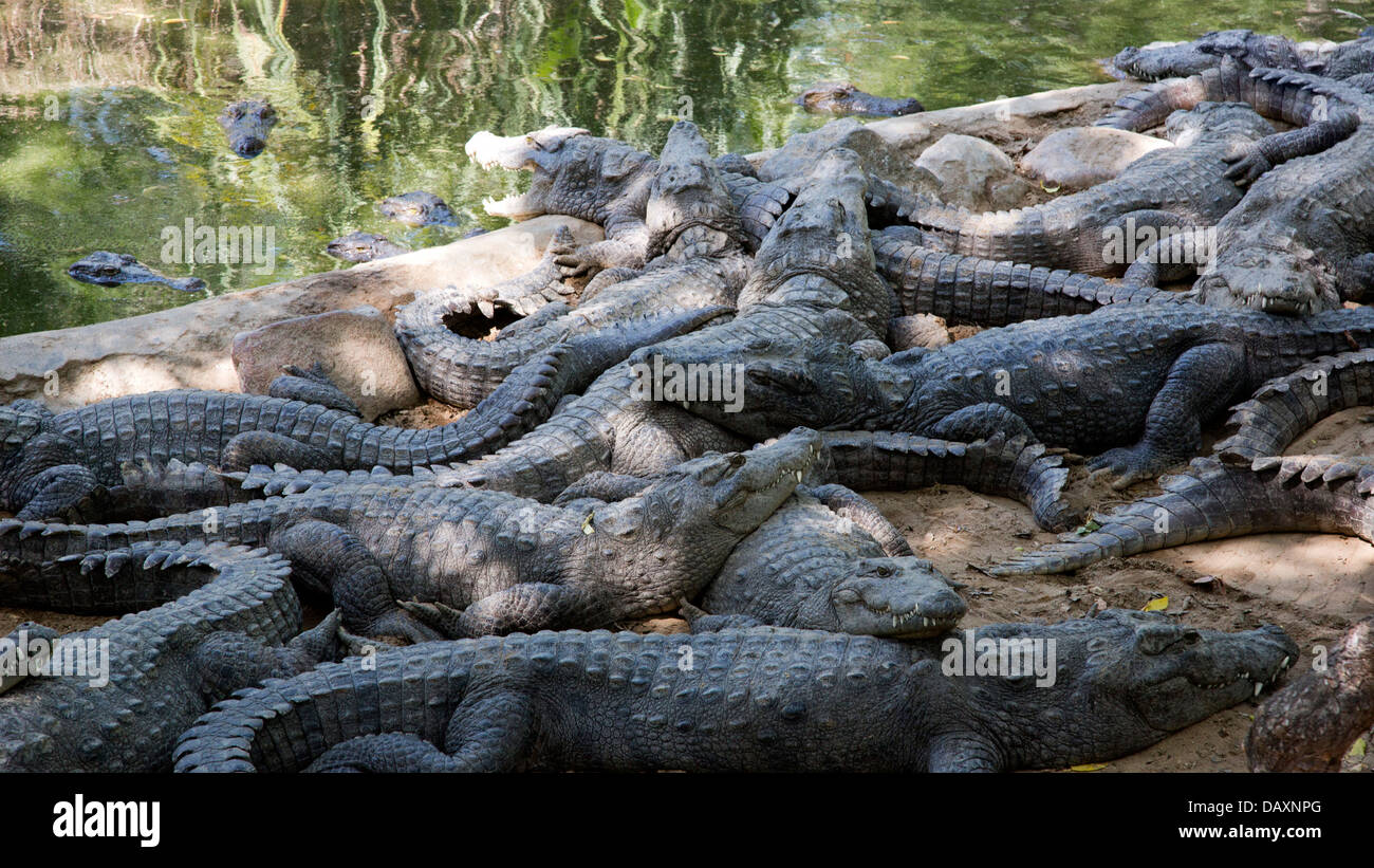 Les crocodiles dans un zoo, Mahabalipuram, district de Kanchipuram, au Tamil Nadu, Inde Banque D'Images