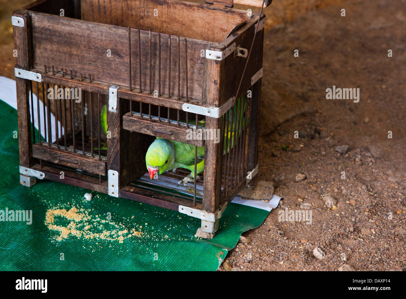 Dans une cage de perroquet, Mahabalipuram, district de Kanchipuram, au Tamil Nadu, Inde Banque D'Images