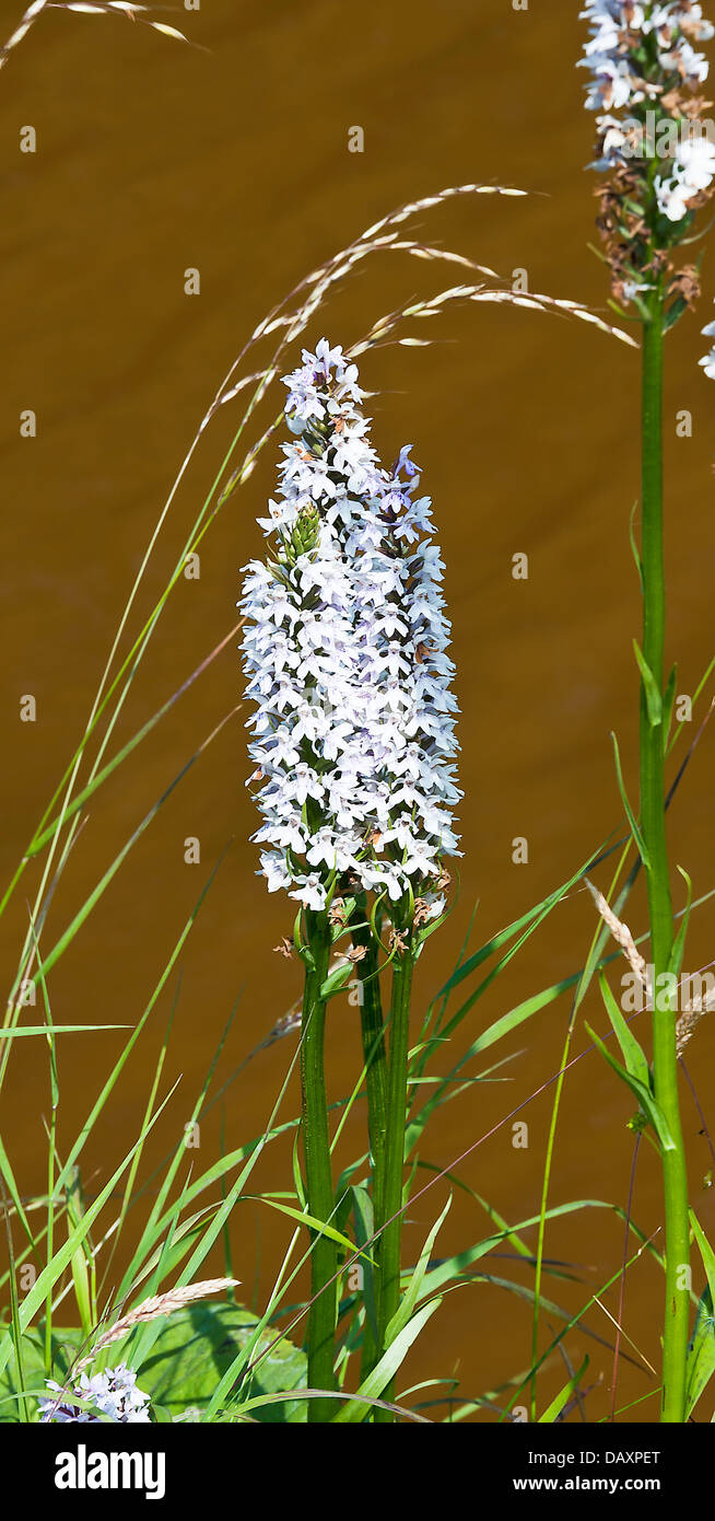 Spotted-Orchid commun sur les Fleurs de halage de Trent et Mersey Canal près de Rode Heath Cheshire England Royaume-Uni UK Banque D'Images