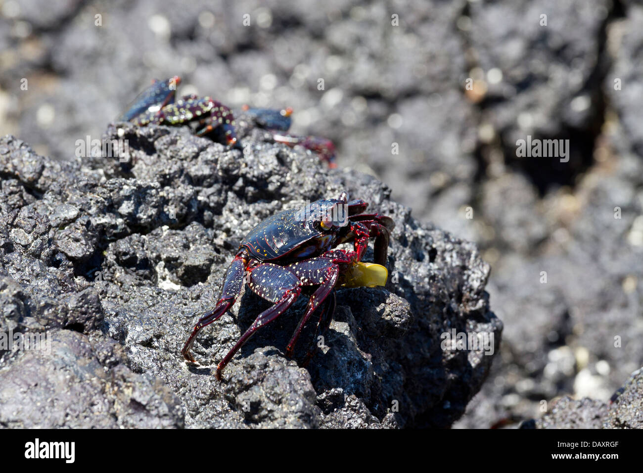 Sally Lightfoot, Crabe Grapsus grapsus, Isabela Island, îles Galapagos, Equateur Banque D'Images