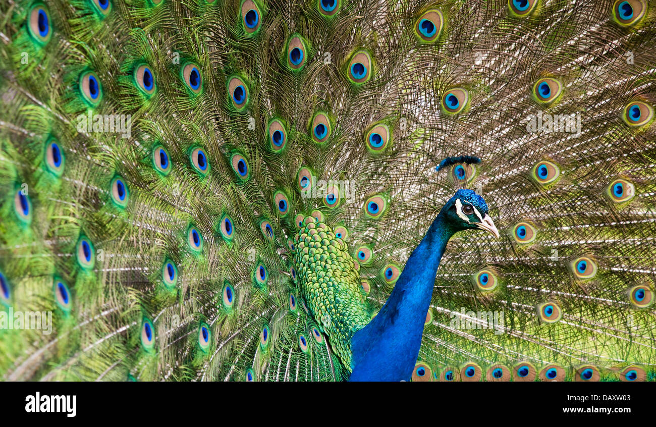 Close-up of Peacock affichant des ailes Banque D'Images