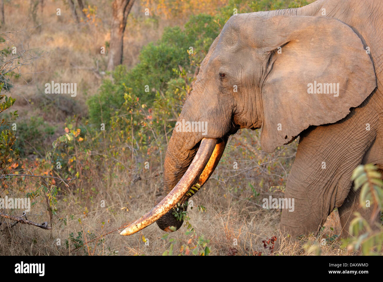 Bull d'Afrique elephant (Loxodonta africana) avec de grandes défenses, Sabie-Sand nature reserve, Afrique du Sud Banque D'Images