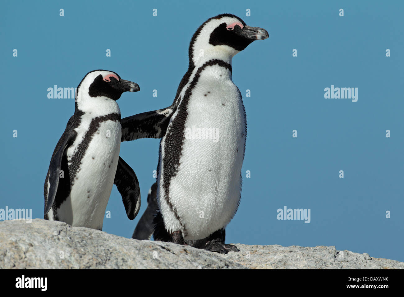 Paire de pingouins africains (Spheniscus demersus) contre un ciel bleu, Western Cape, Afrique du Sud Banque D'Images