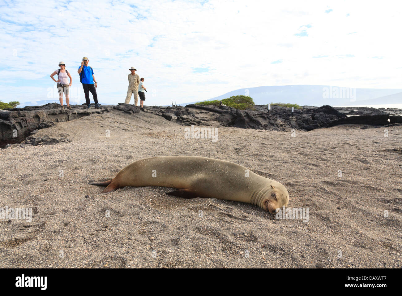 Lion de mer Galapagos, Zalophus wollebaeki, Punta Espinoza, Fernandina Island, îles Galapagos, Equateur Banque D'Images