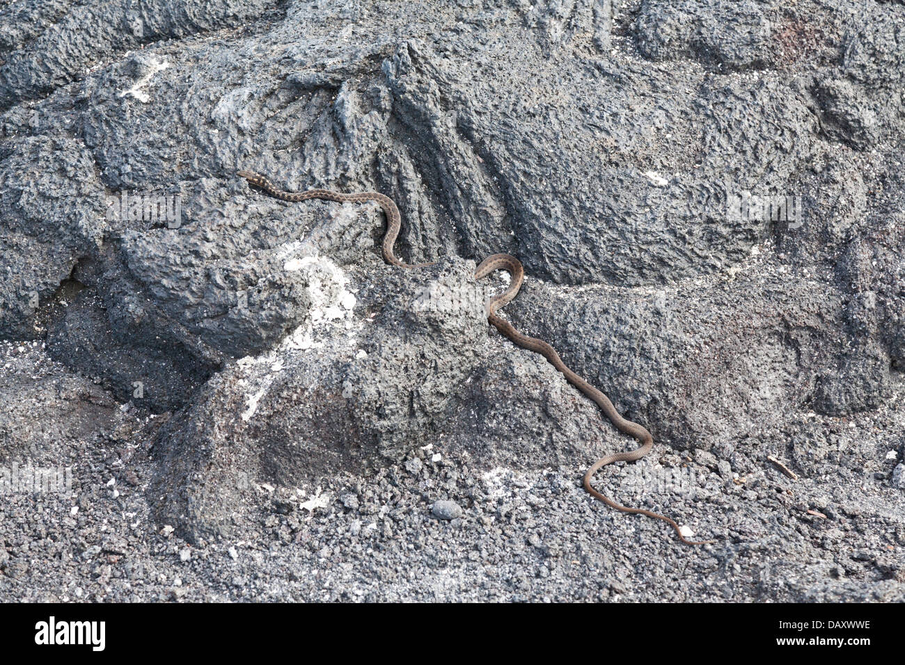 Serpent sur le rocher Banque de photographies et d’images à haute — free download