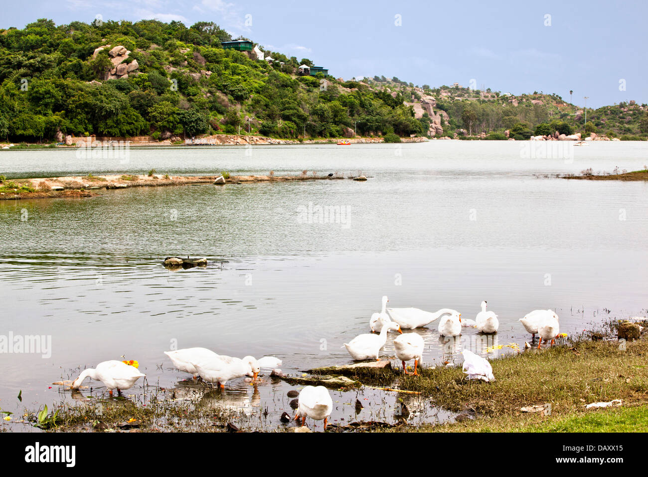 Canards au bord de lac Durgam Cheruvu, Lac, Rangareddy, Andhra Pradesh, Inde Banque D'Images