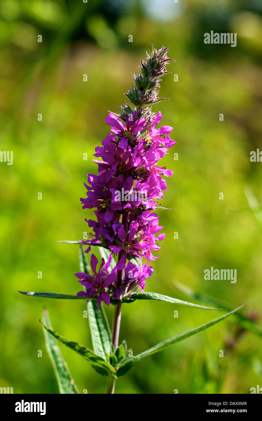 Une zone humide prairie de la salicaire Lythrum salicaria et roselières sur les rives de la rivière Mole à Betchworth à Surrey Banque D'Images