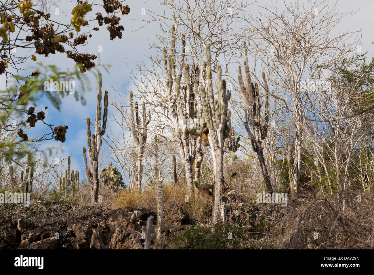 Cactus Opuntia, Opuntia leucotricha et candélabres, cactus, l'île de Santa Cruz, Galapagos, Equateur Banque D'Images