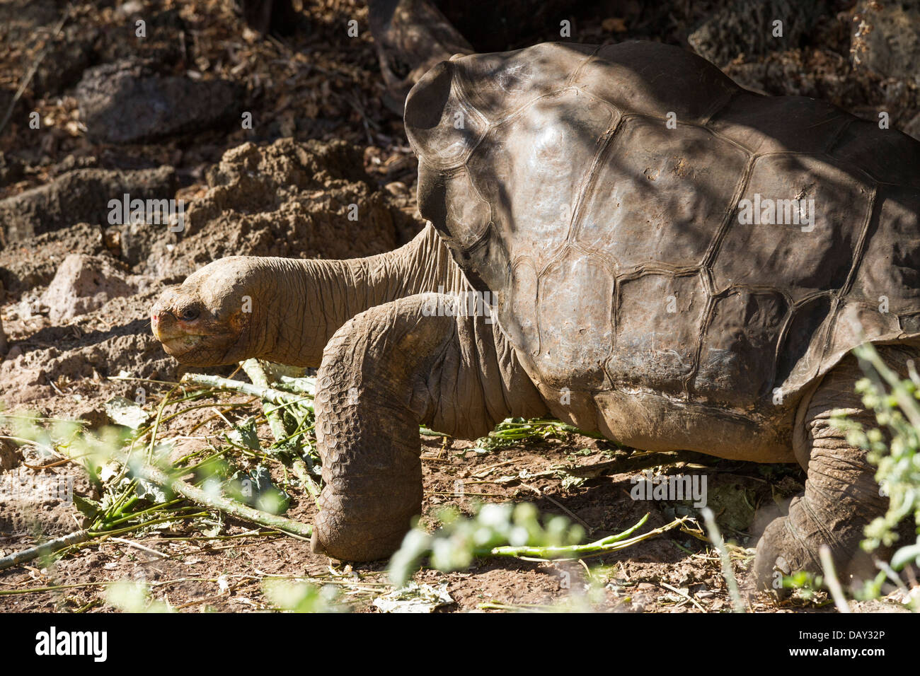 Lonesome George, la tortue géante, Charles Darwin Research Station, l'île de Santa Cruz, Galapagos, Equateur Banque D'Images