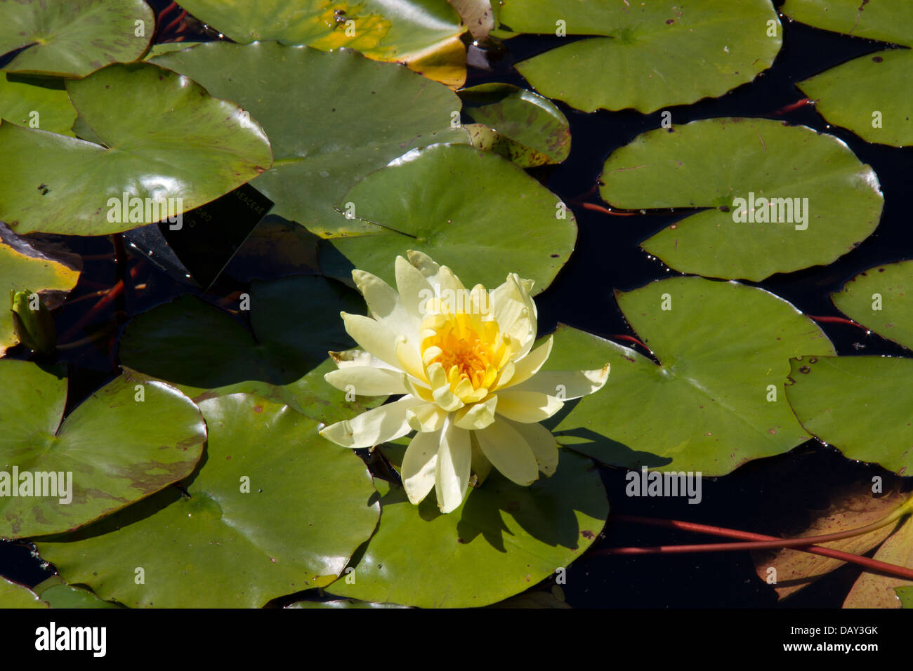 Close up yellow water lily flower sur l'étang de jardin Banque D'Images