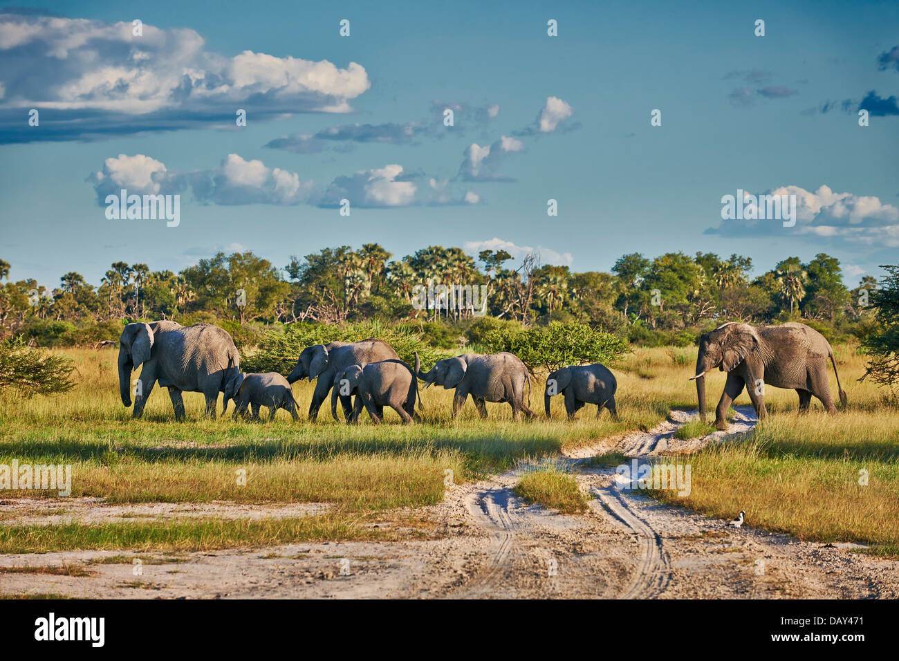 Troupeau d'éléphants bush africain (Loxodonta africana), Chitabe, Okavango Delta, Botswana, Africa Banque D'Images