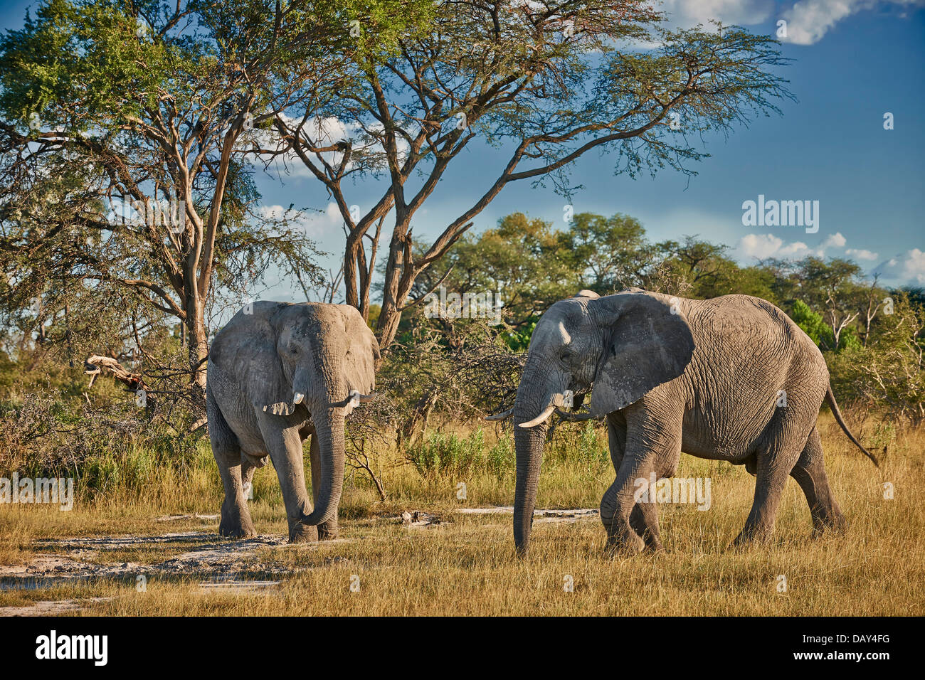 Deux hommes bush africain elephant (Loxodonta africana), Chitabe, Okavango Delta, Botswana, Africa Banque D'Images