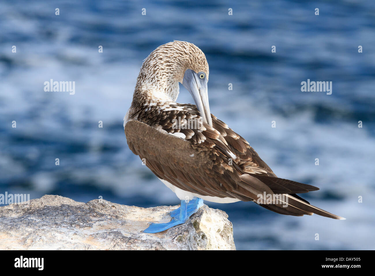 Blue-footed Booby Sula nebouxii, San Cristobal, Île, Îles Galapagos, Equateur Banque D'Images