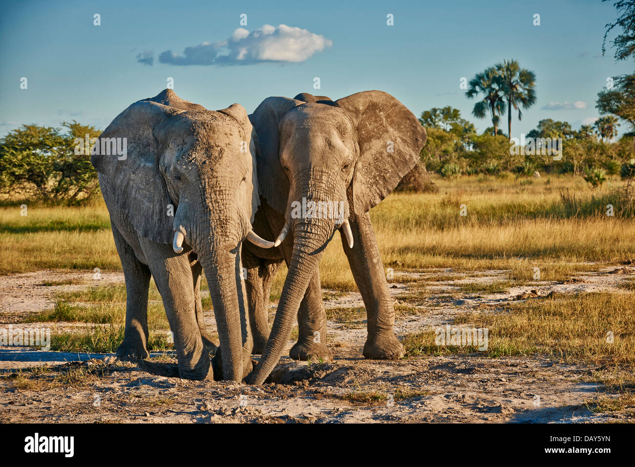Deux hommes bush africain elephant (Loxodonta africana), Chitabe, Okavango Delta, Botswana, Africa Banque D'Images