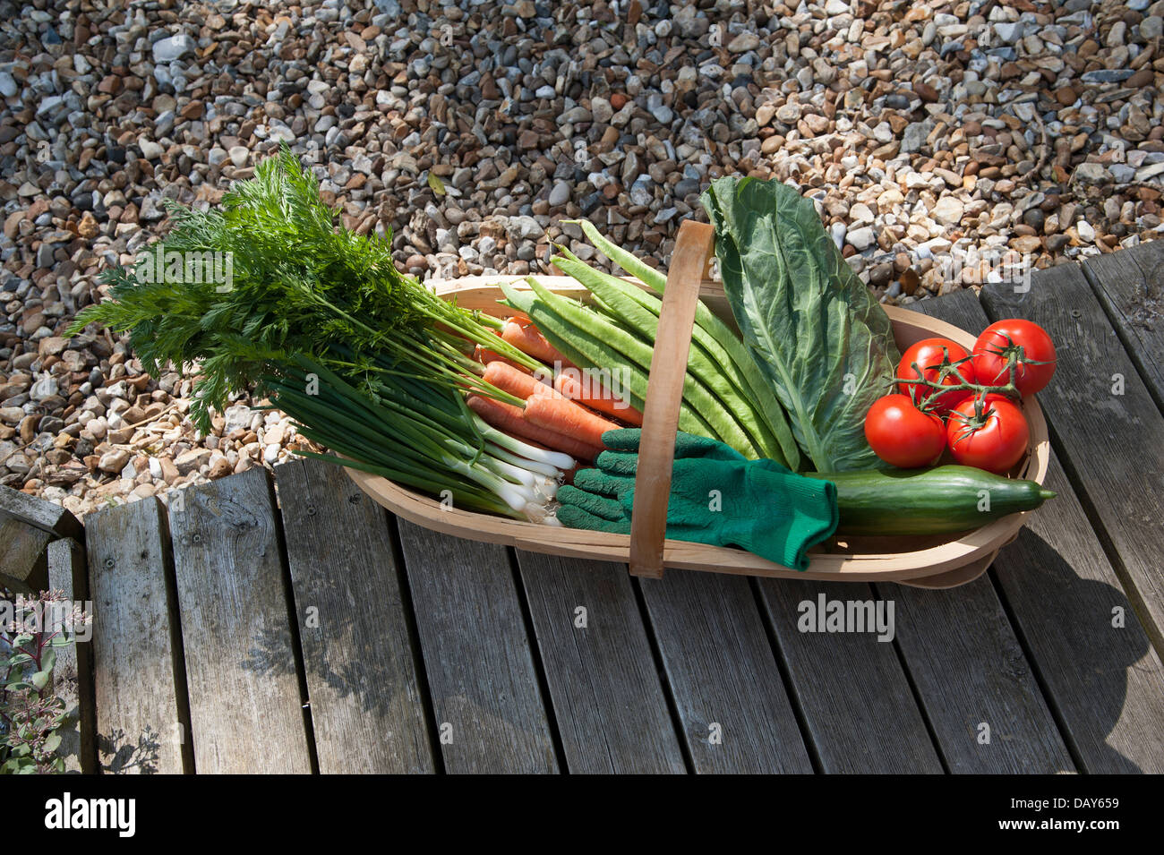 Légumes frais du jardin dans un sol en bois trug Banque D'Images