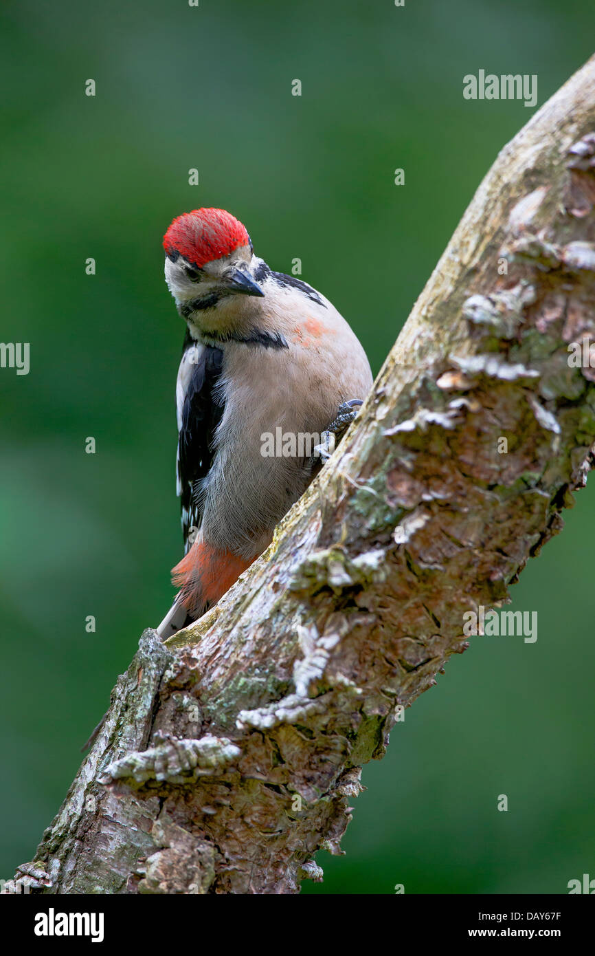 Pic mineur Banque D'Images