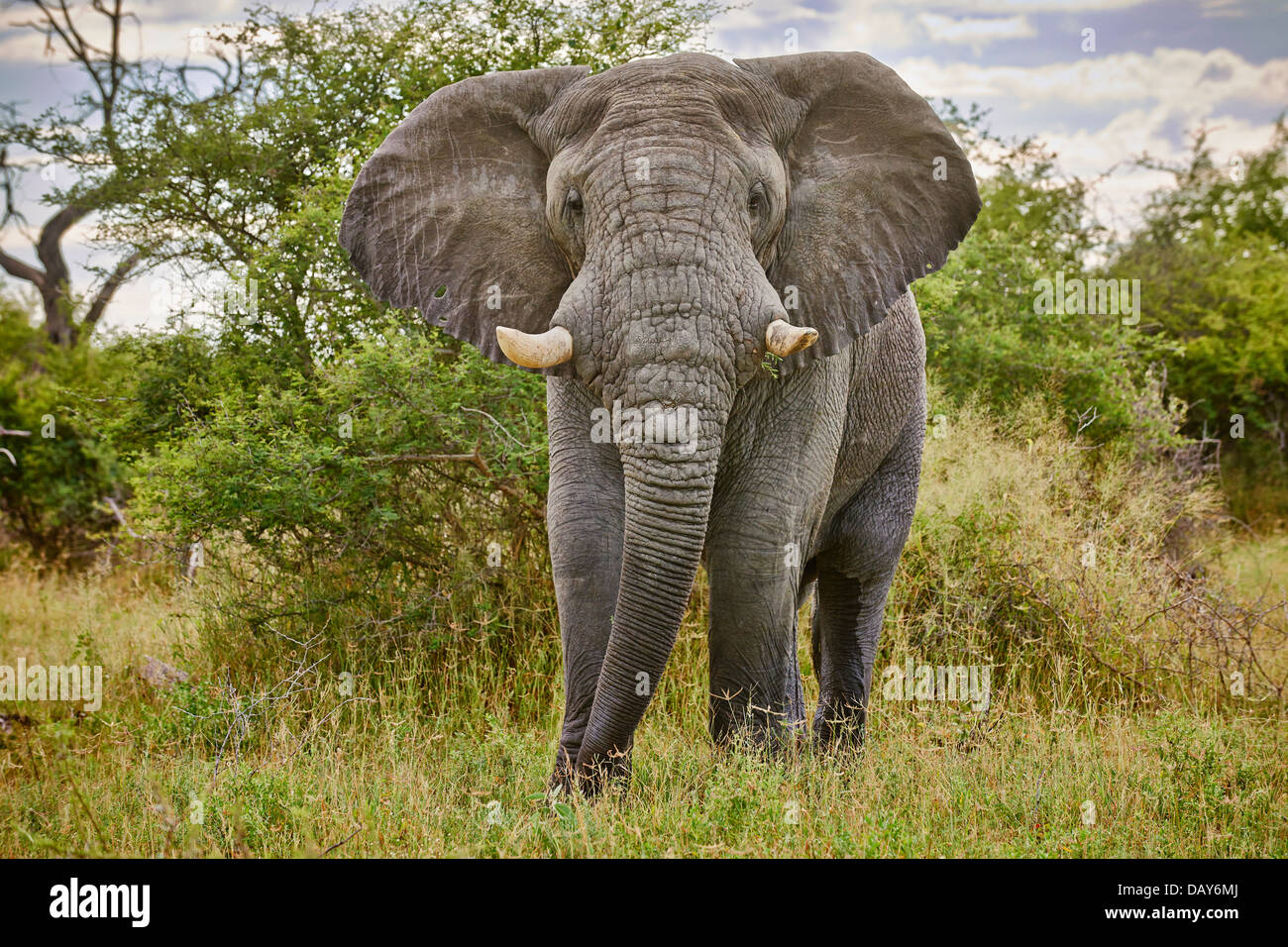 Un homme agressif bush africain elephant (Loxodonta africana), Chitabe, Okavango Delta, Botswana, Africa Banque D'Images