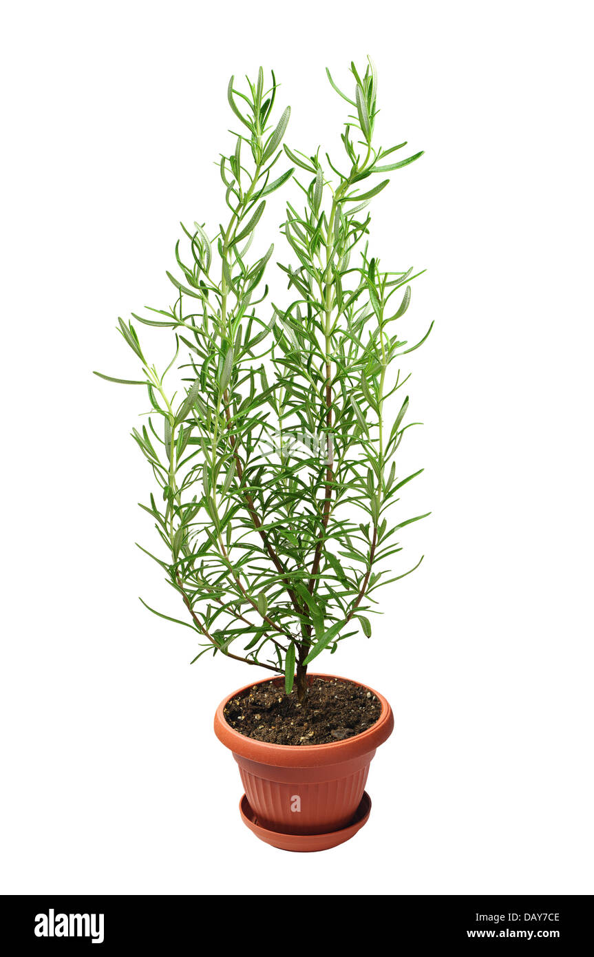 Le romarin plante en pot isolated on white Banque D'Images