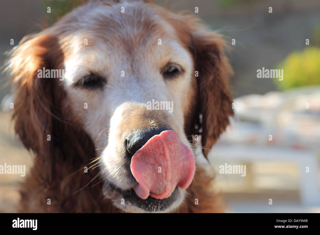 Senior female golden retriever coller sa langue out Banque D'Images