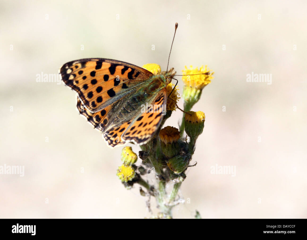 Close-up d'une reine d'Espagne (Issoria lathonia Fritillary butterfly) Banque D'Images