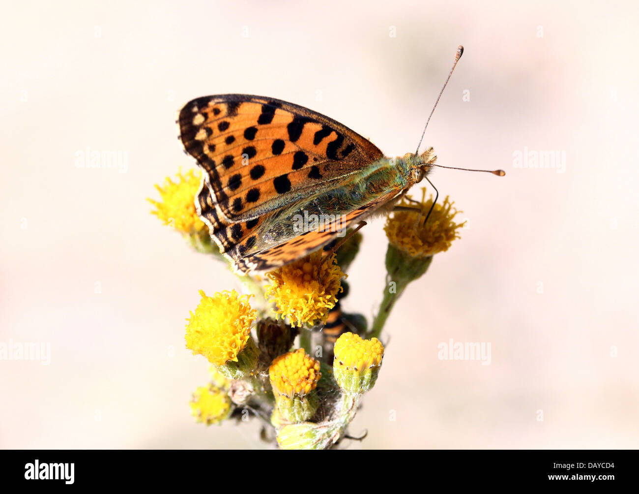 Close-up d'une reine d'Espagne (Issoria lathonia Fritillary butterfly) Banque D'Images