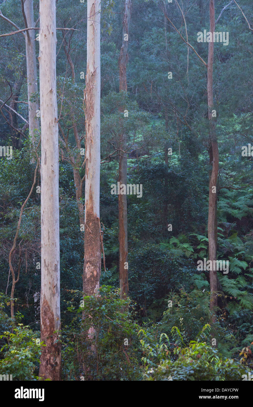 Grande forêt d'eucalyptus humides dans le Parc National Dharug, NSW, Australie Banque D'Images