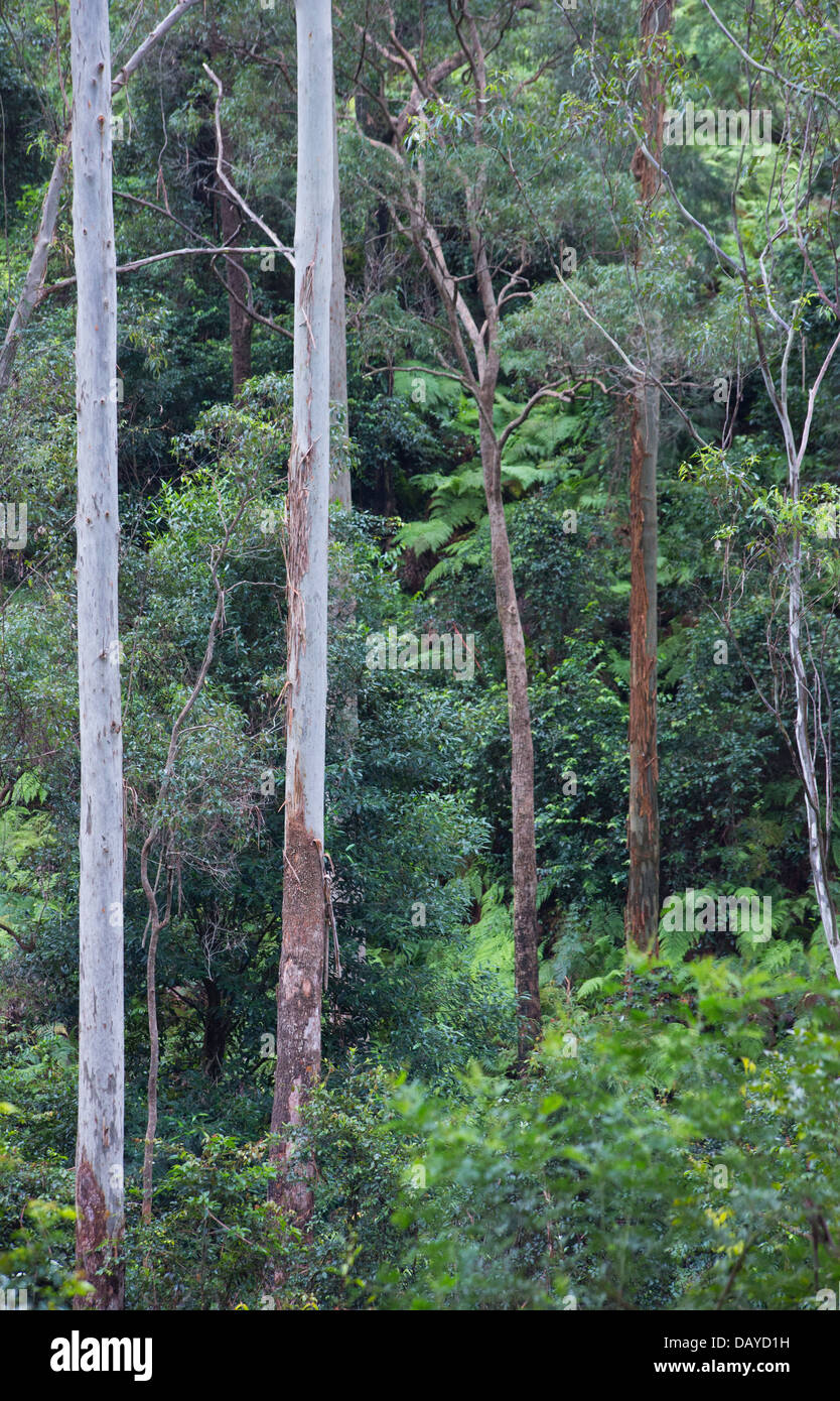 Grande forêt d'eucalyptus humides dans le Parc National Dharug, NSW, Australie Banque D'Images