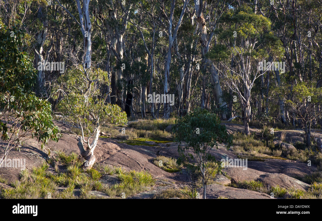 Snow gum forêt en parc national de Kanangra Boyd, NSW, Australie Banque D'Images