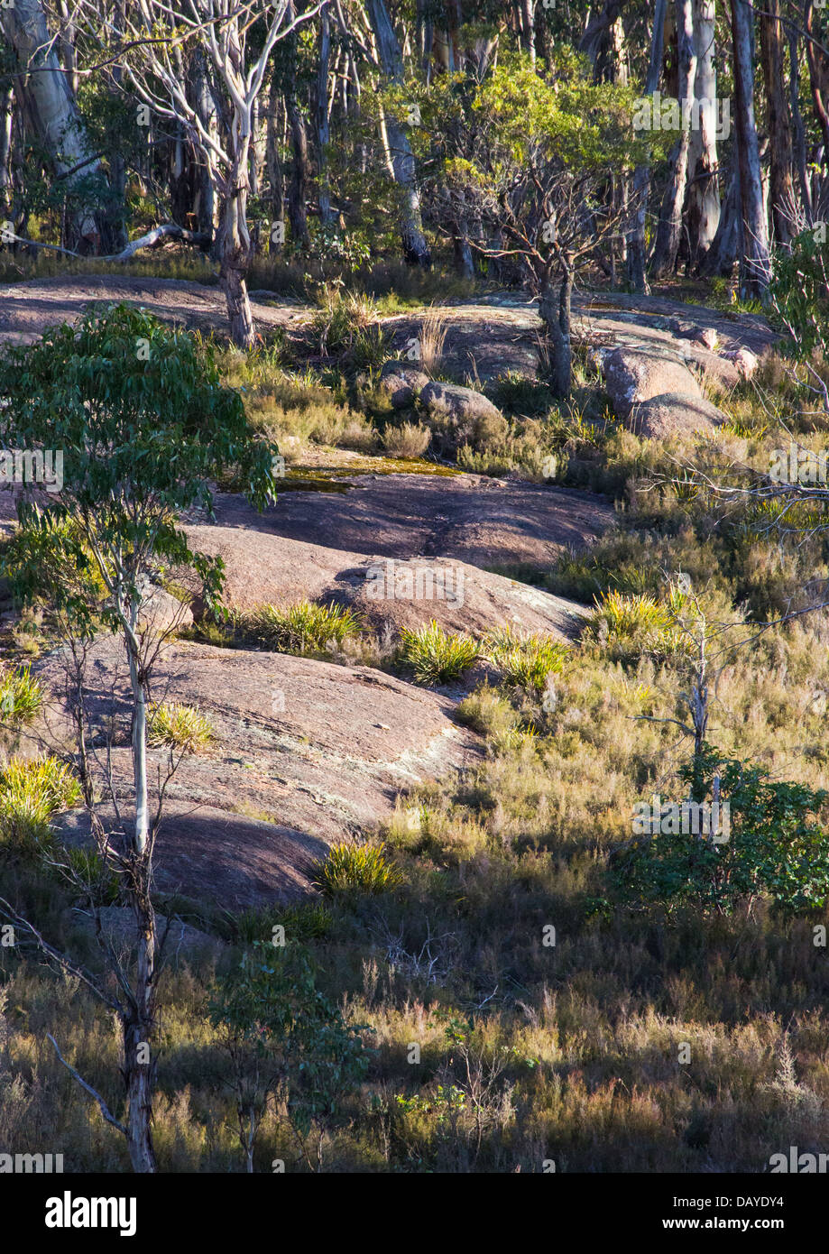 Snow gum forêt en parc national de Kanangra Boyd, NSW, Australie Banque D'Images