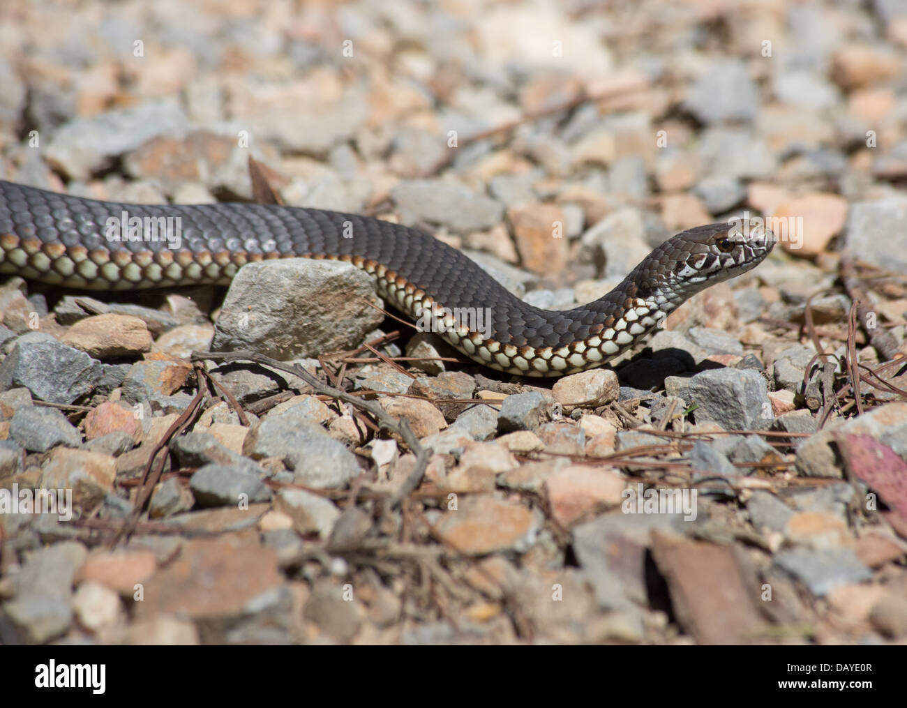 Austrelaps ramsayi Copperhead (Highlands), Parc National de Kanangra Boyd, NSW, Australie Banque D'Images Austrelaps ramsayi Copperhead (Highlands), Parc National de Kanangra Boyd, NSW, Australie Banque D'Images