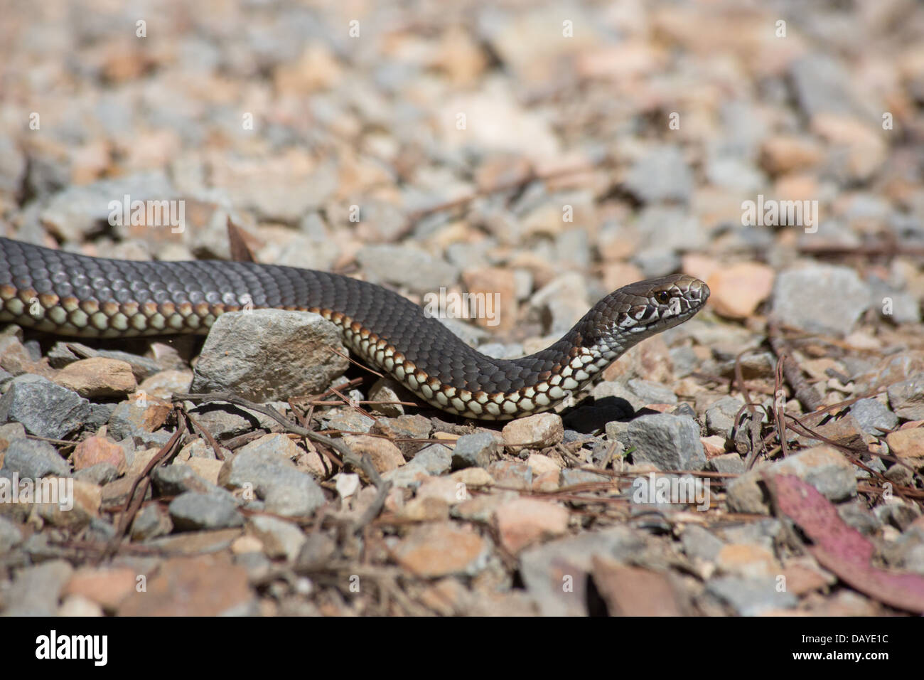 Austrelaps ramsayi Copperhead (Highlands), Parc National de Kanangra Boyd, NSW, Australie Banque D'Images Austrelaps ramsayi Copperhead (Highlands), Parc National de Kanangra Boyd, NSW, Australie Banque D'Images