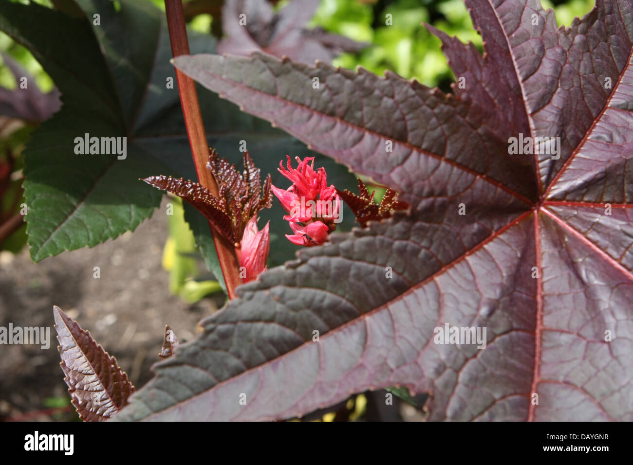 Le ricin, Ricinus communis Banque D'Images