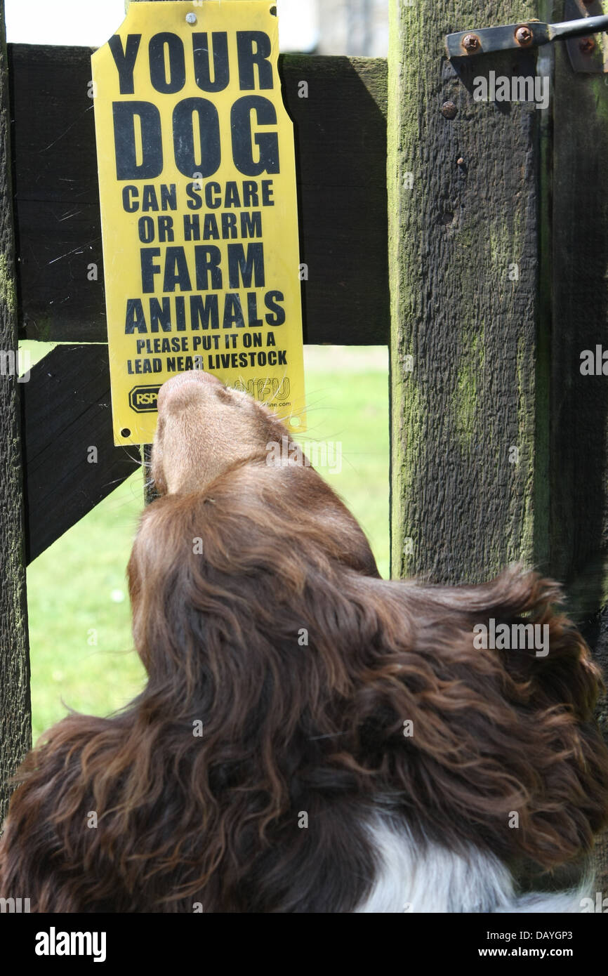 Chien à la signer à l'avertissement du risque de nuire aux animaux de ferme chiens Banque D'Images