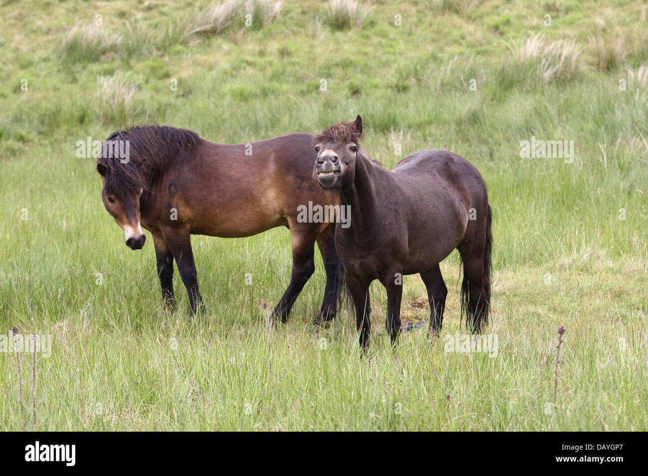 Poneys Exmoor Banque D'Images