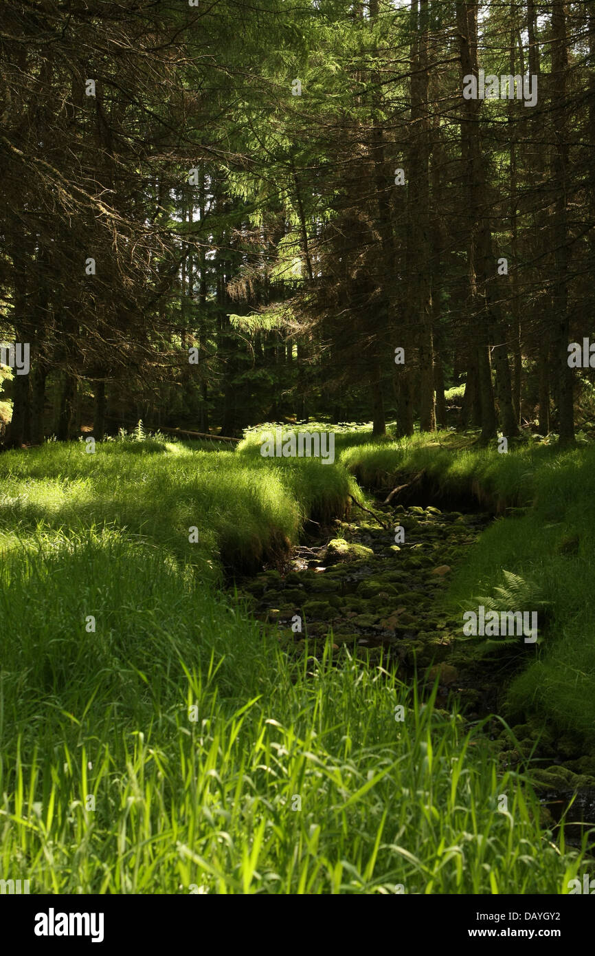 Blacklinn brûler dans la forêt de Kielder Banque D'Images