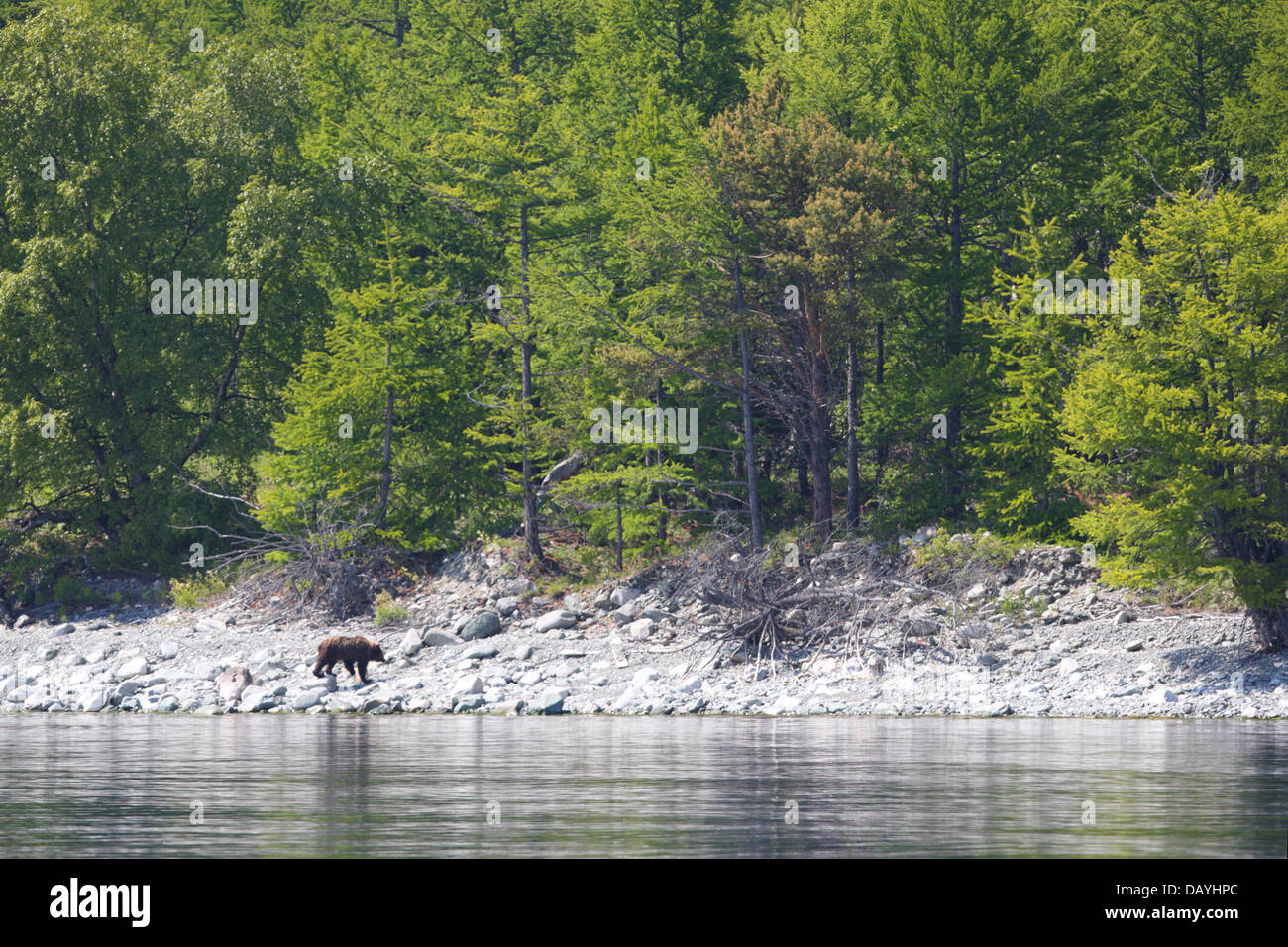 Ours brun (Ursus arctos) à la côte du lac Baikal, Sibérie, Russie Banque D'Images