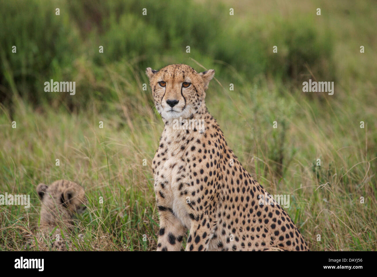 Cheetah - maman et bébé - Afrique du Sud Banque D'Images