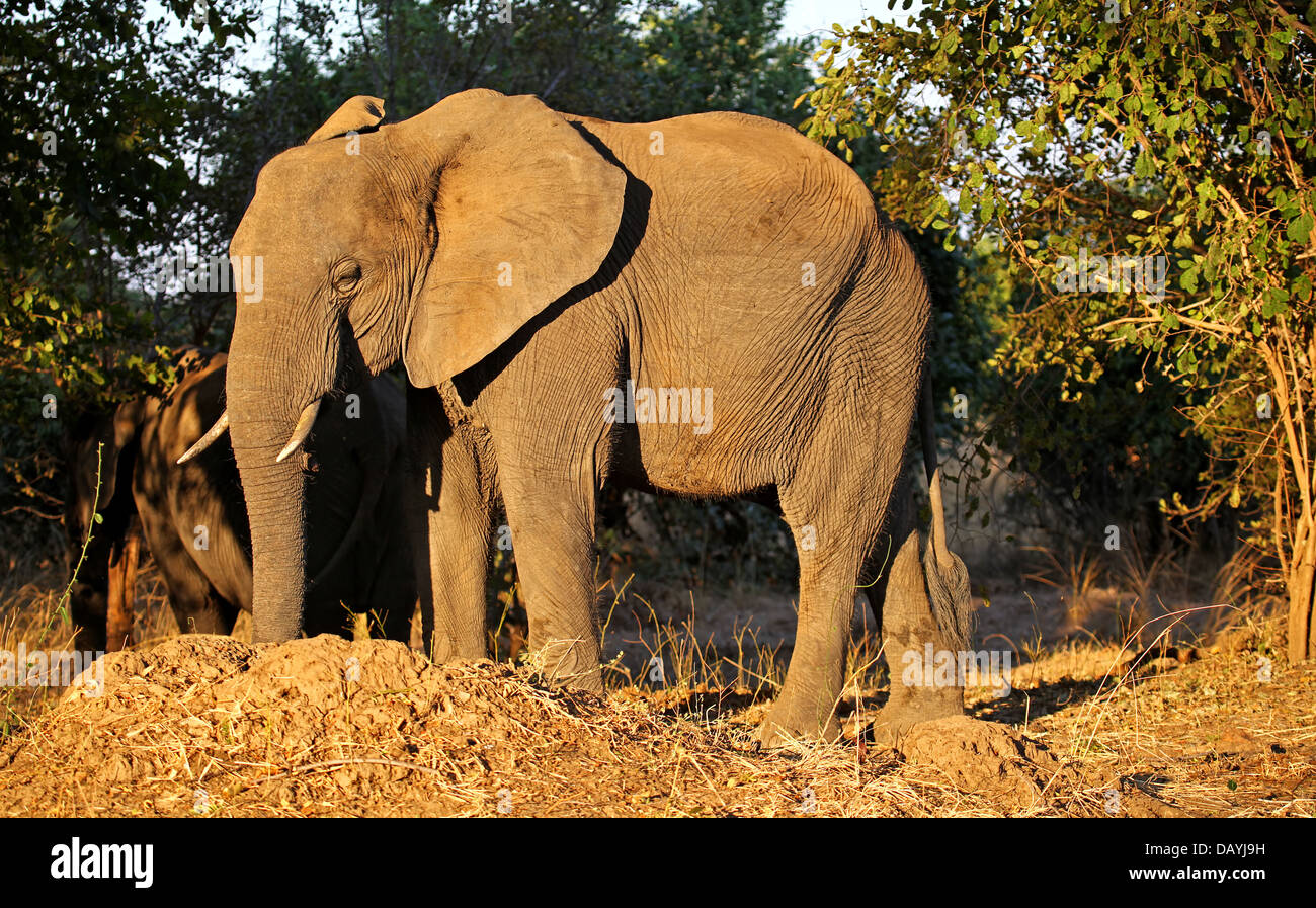 Éléphant à South Luangwa National Park, Zambie Banque D'Images