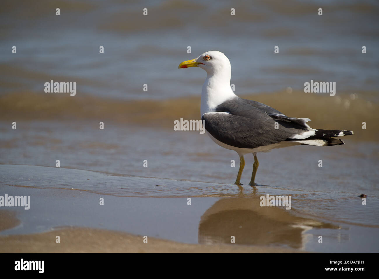 Une mouette sur la plage du Barry Island, au Pays de Galles. Banque D'Images
